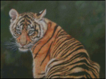 (image for) Young Tiger Cub